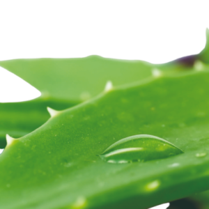 Aloe02