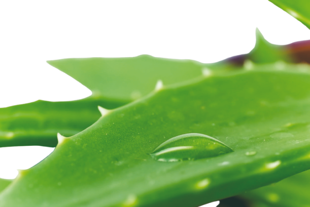 Aloe02