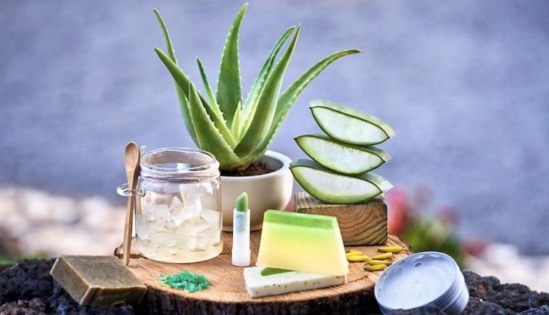 Aloe vera